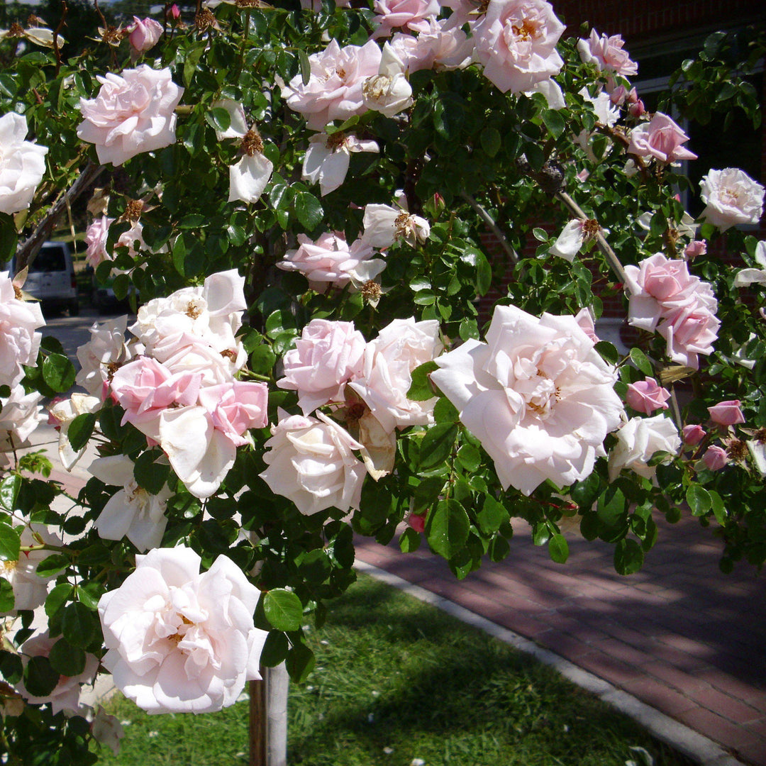 New Dawn Rose