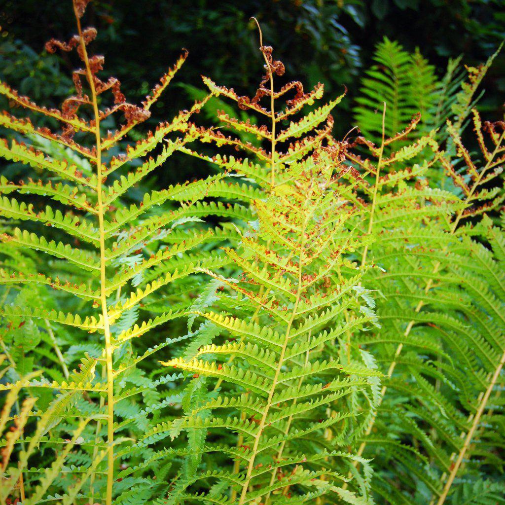 Cinnamon Fern