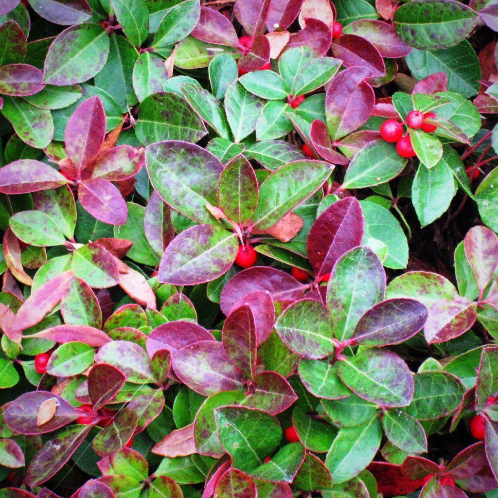 Creeping Wintergreens, Eastern Tea Berry