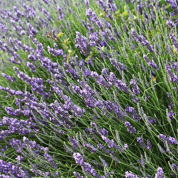 Provence Lavender