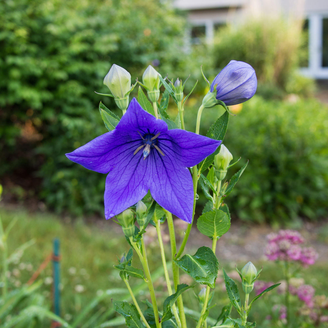 Sentimental Blue Balloon Flower