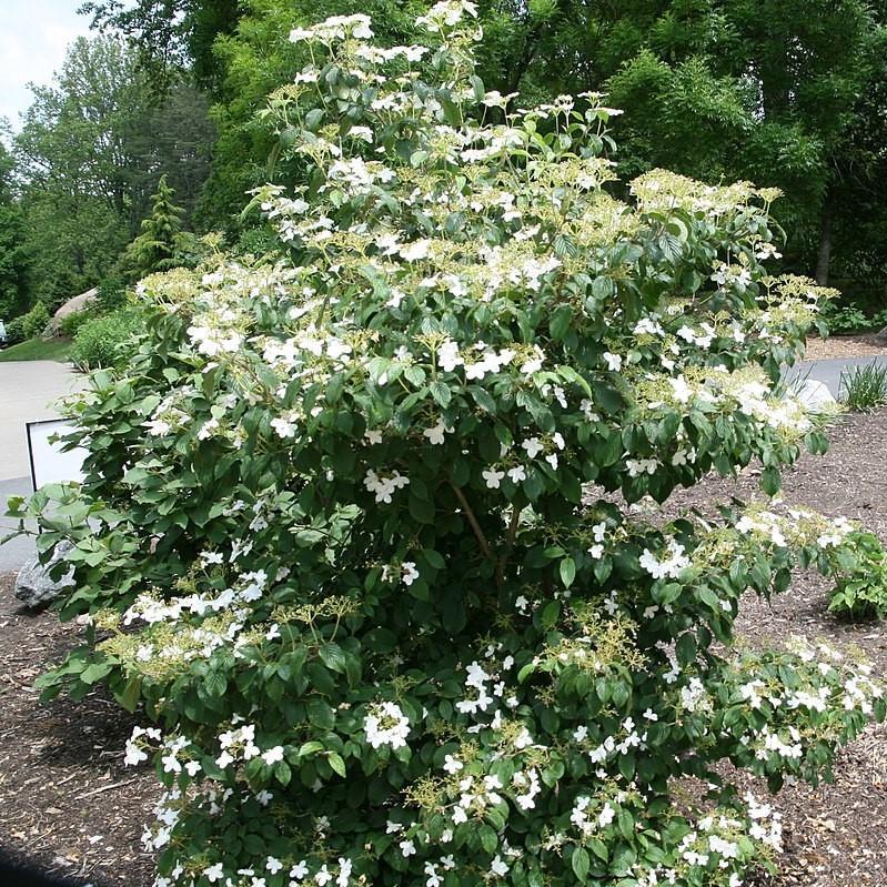 Summer Snowflake Viburnum
