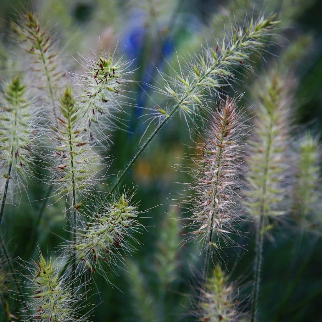 Little Bunny Fountain Grass