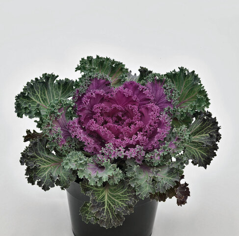 4.5" Ornamental Flowering Kale Nagoya Red