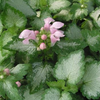 1G Lamium Maculatum 'Pink Pewter' (Dead Nettle) - 1001655