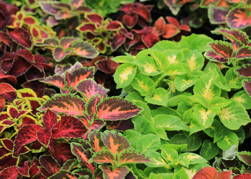 8" Coleus