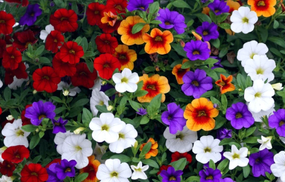 306 Calibrachoa