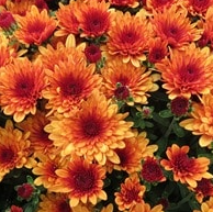 14" TP Mum Patio Pot - Morgana Orange