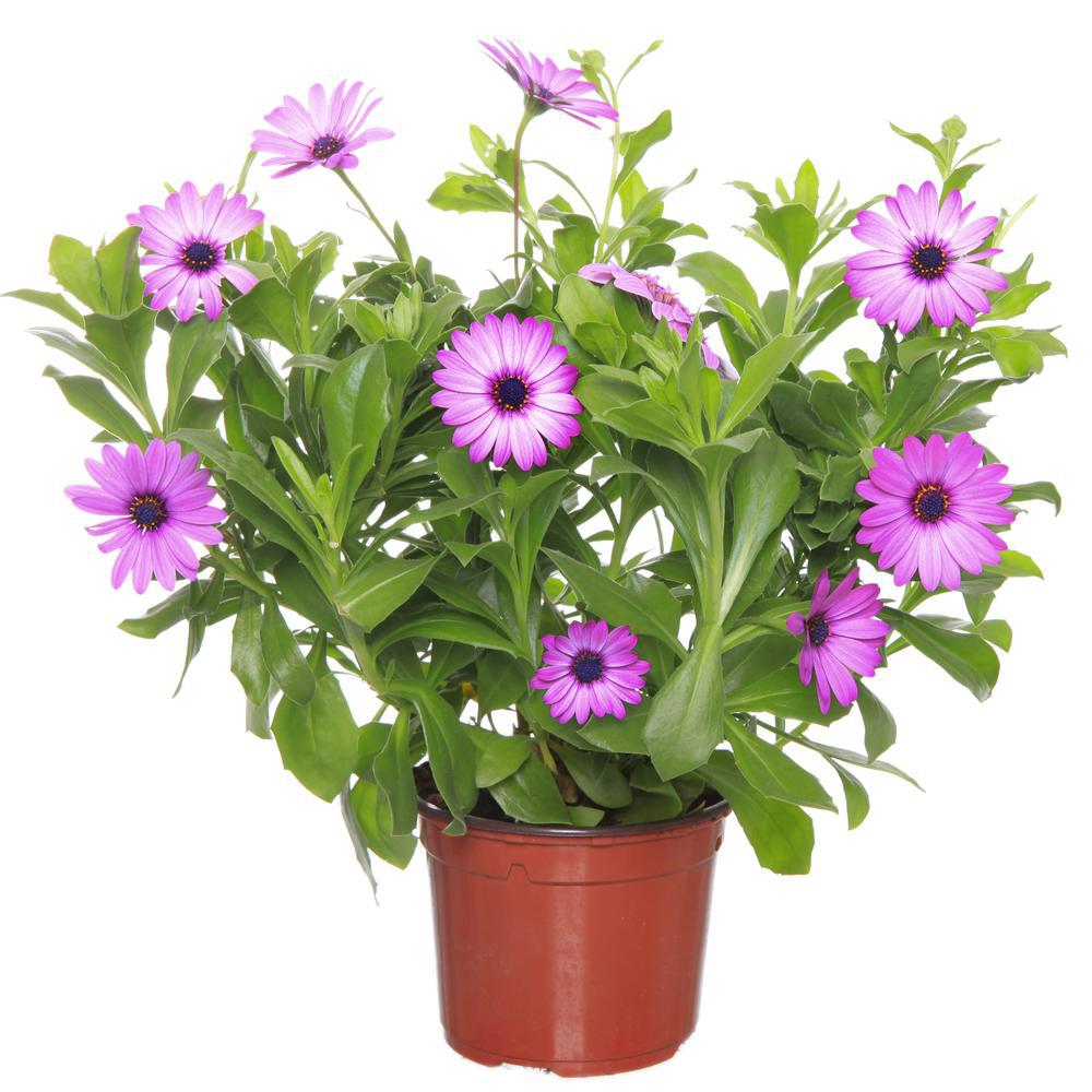 6.5" Osteospermum