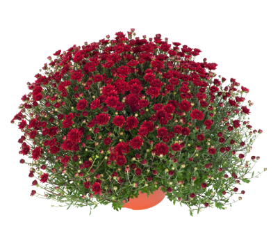 6" Mum - Mila Red