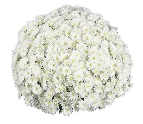 9" Mum - Fair White