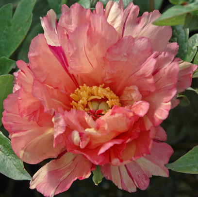 3G Paeonia X ITOH 'Sonoma Kaleidoscope' - Peony - 1021731 DISSVF