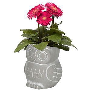Classic - Concrete Buddies Owl Planter - Small Natural - 81791565