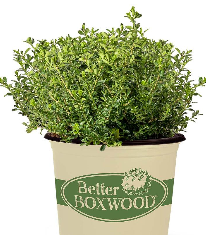 2G Buxus Better Boxwood Renaissance - 1021223