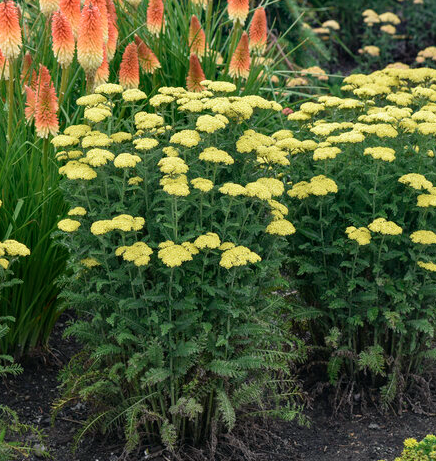 1G Achillea 'Firefly Sunshine' - Yarrow - 1012378