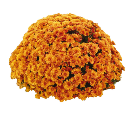 6" Mum - Crush Orange
