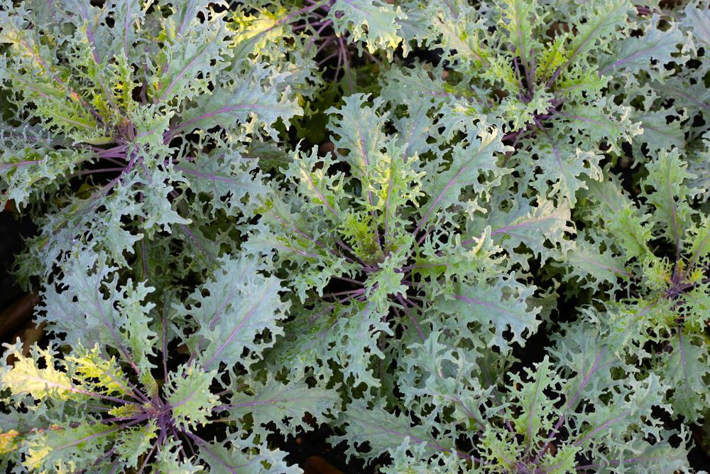 806 Kale - Red Russian