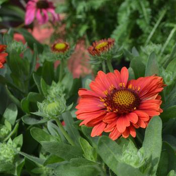 8`` GAILLARDIA SPINTOP RED PT (Blanket Flower) 1010044