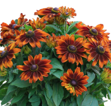 12" TP Rudbeckia Sunbeckia Sarah - Black-Eyed Susan
