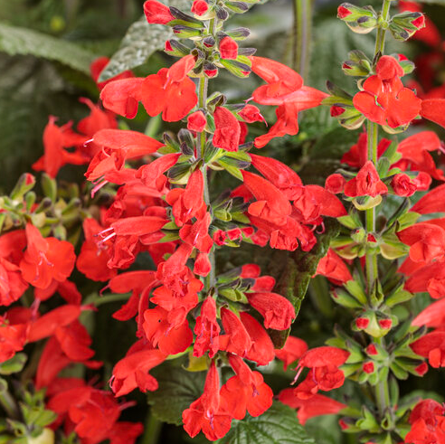 Royale PW Salvia - Unplugged - Red