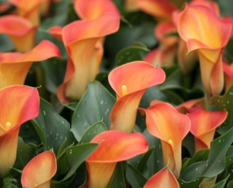 9" Black Curve Pot Calla Lily