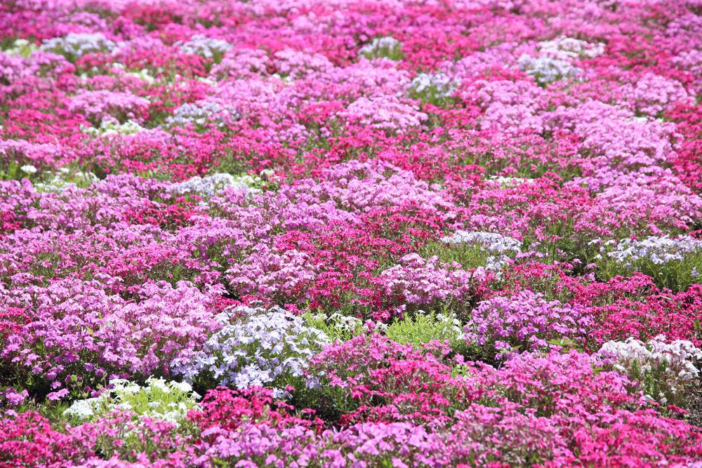 2G Phlox Perennial