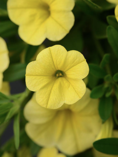9" Calibrachoa Minifamous Neo Deep Yellow