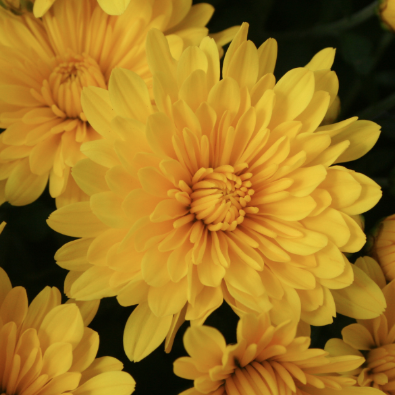 4.5" Mum - Elena Gold