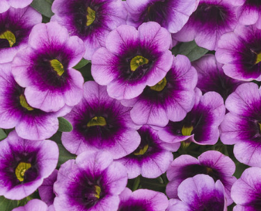 4.25" Fall Calibrachoa Superbells Blue Moon Punch