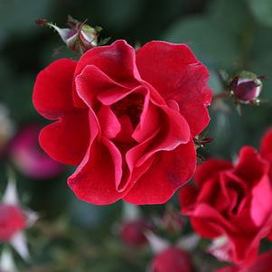3G ROSA MIRACLE ON THE Hudson Watercolor PT (Shrub Rose) 1008322