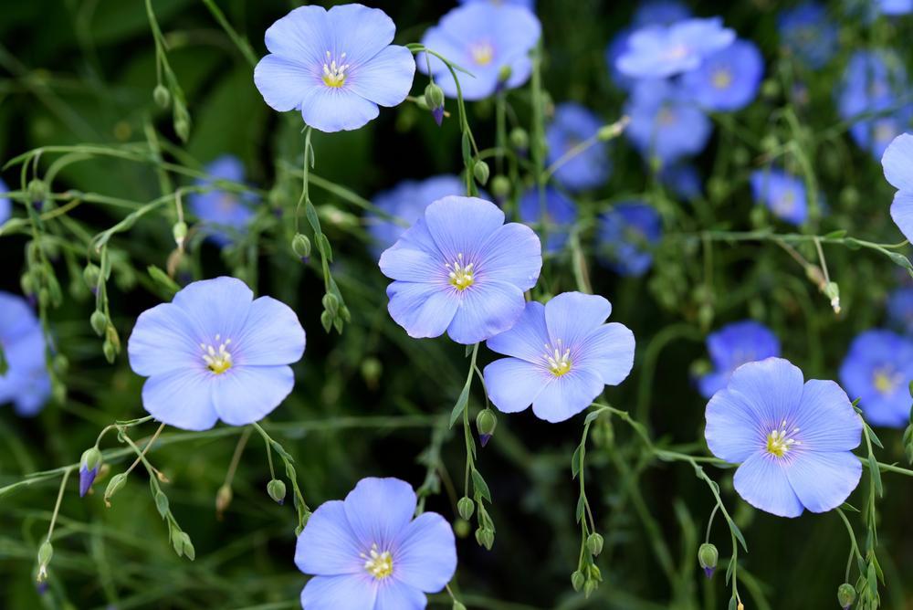 2G Perennial Linum (Common Flax, Linseed) Copy