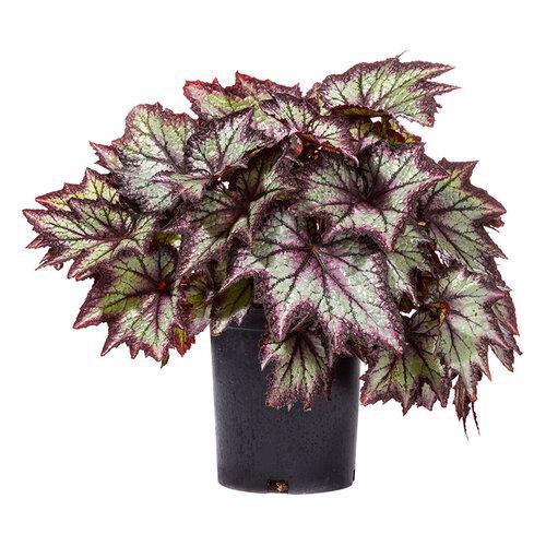 6.5" Begonia - Rex - Bewitched Lavender