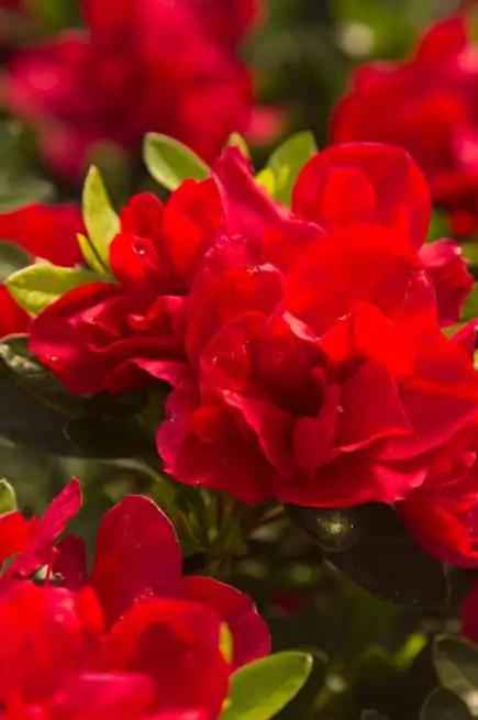 3G' Azalea Encore 'Autumn Bonfire' - 1010668