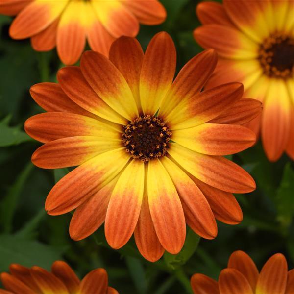 4.25 " Osteospermum - Zion - Orange Burst