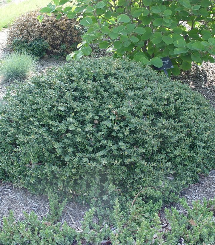3G Ilex crenata 'Helleri' Dwarf Japanese Holly 1000071