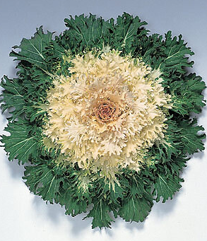 9" Ornamental Flowering Kale - Coral Prince