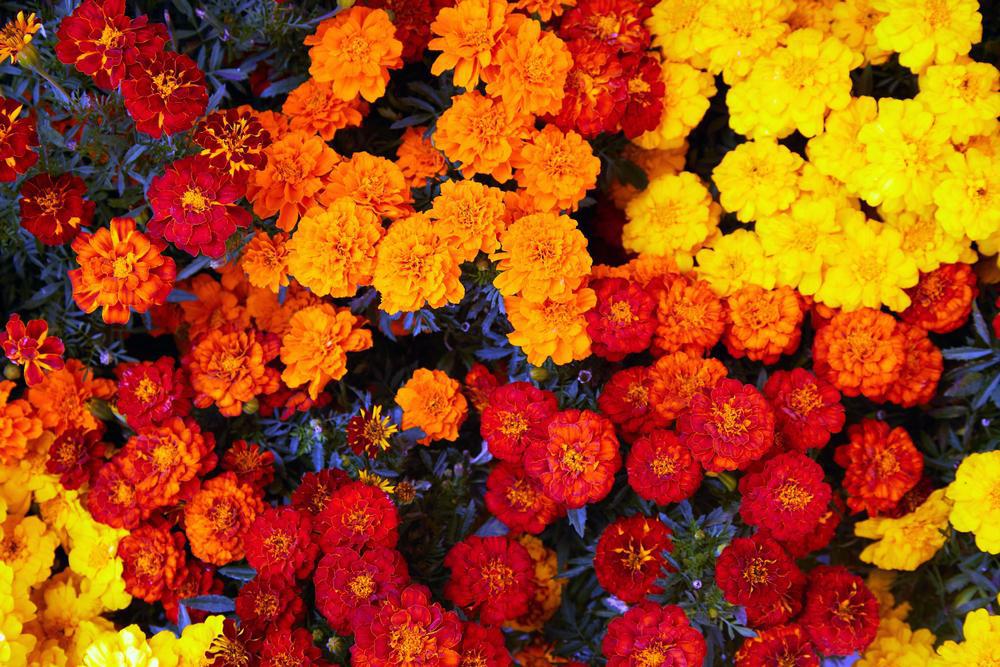 6" Marigold