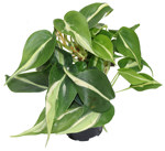 4" Philodendron Silver Stripe - T4383