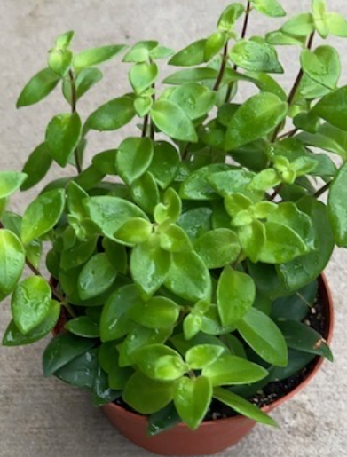 5" Lipstick Lobbianus - G2654