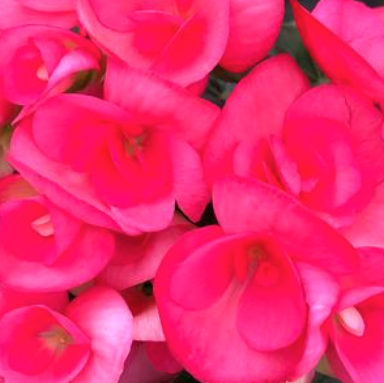 6" Begonia Hiemalis