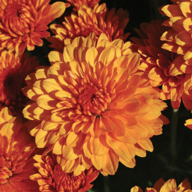 10" HB Mum Hanging Basket - Miranda Orange