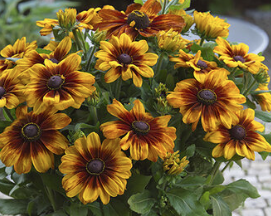 12" TP Rudbeckia Sunbeckia Luna - Black-Eyed Susan
