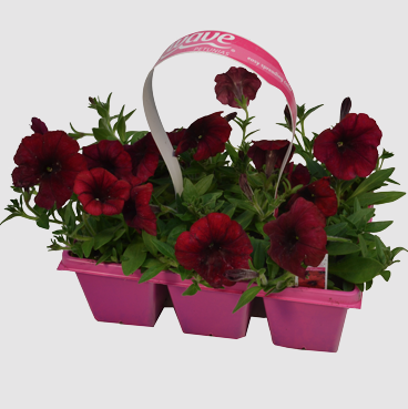 306 Wave Petunia 6 Pack