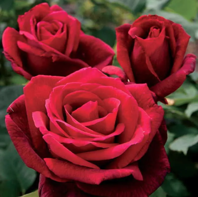 3G Rose Bush - 'Mister Lincoln' Red - 4195