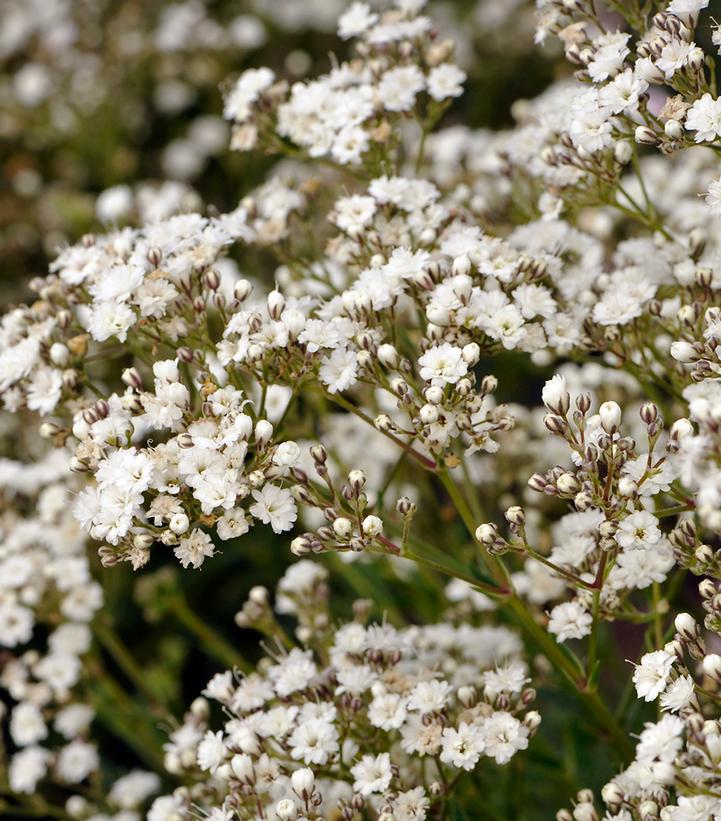 1G PW Gypsophila Paniculata Festival Star - Baby's Breath - 1021103