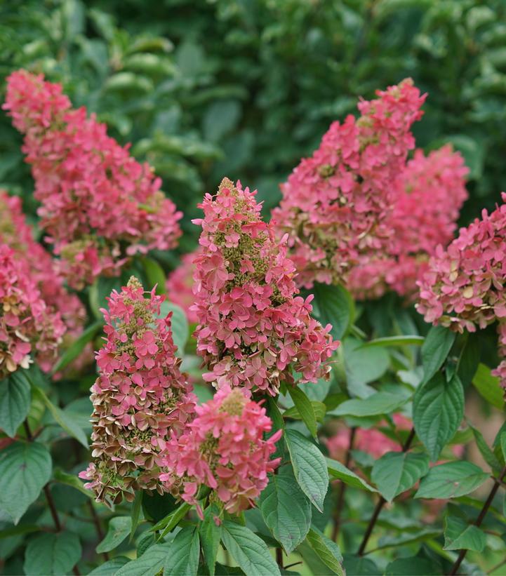 3G Hydrangea Paniculata 'Pinky Winky Prime' - Panicle Hydrangea - 1015428