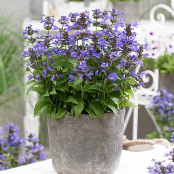 8`` NEPETA NEPTUNE PT (Catmint) 1010047
