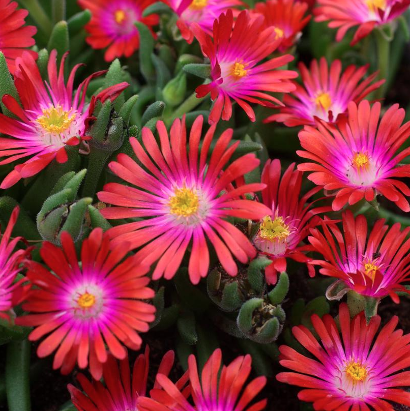 1G Delosperma Cooperi Jewel of the Desert Garnet Iceplant - 1015291