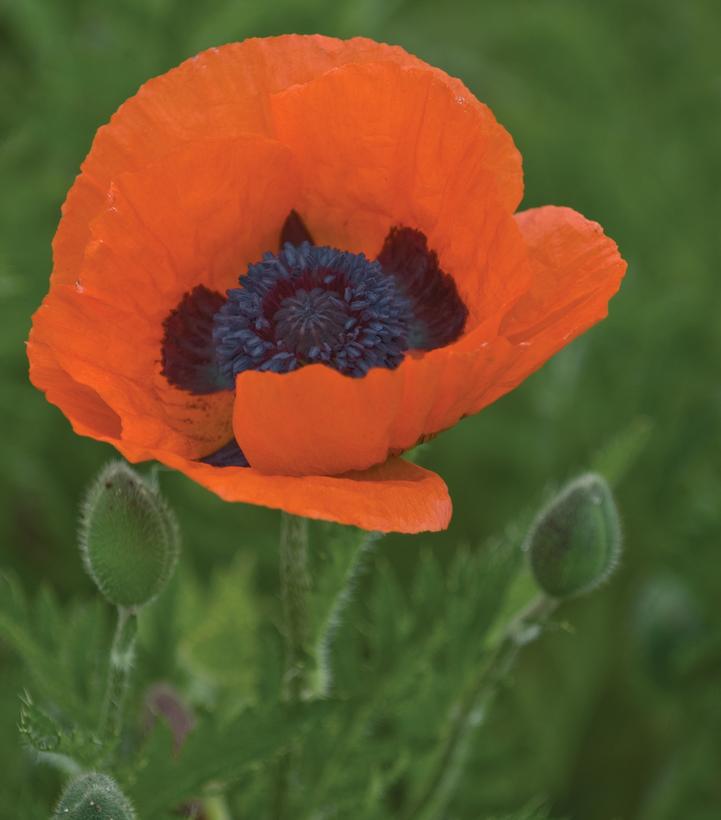 1G Papaver Orientale 'Prince of Orange' - Poppy - 1000437