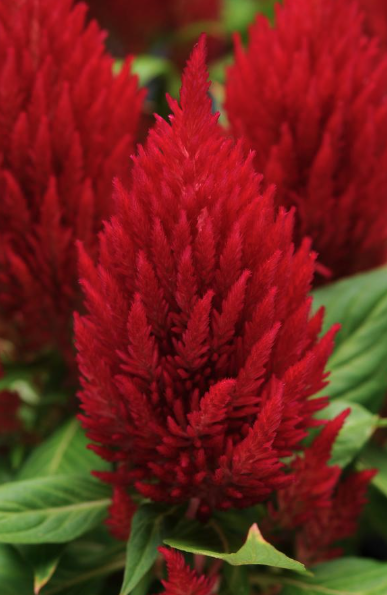 9" Celosia First Flame Red